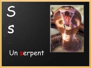 S
s
Un serpent

 