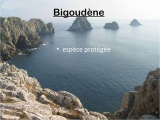 Bigoudène
• espèce protégée
 