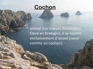 Cochon 
• animal aux mœurs discutables.
Elevé en Bretagne, il se nourrit
exclusivement d’alcool (saoul
comme un cochon).
 