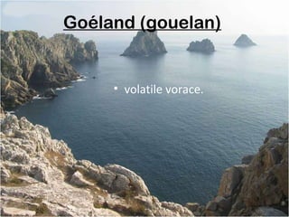 Goéland (gouelan)
• volatile vorace.
 