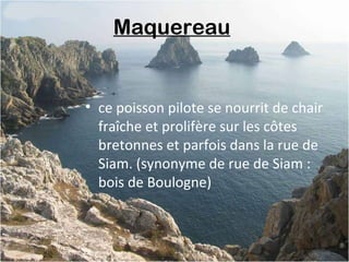 Maquereau
• ce poisson pilote se nourrit de chair
fraîche et prolifère sur les côtes
bretonnes et parfois dans la rue de
Siam. (synonyme de rue de Siam :
bois de Boulogne)
 