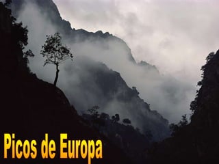 Picos de Europa 