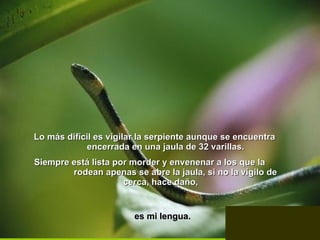 Lo más difícil es vigilar la serpiente aunque se encuentra  encerrada en una jaula de 32 varillas.  Siempre está lista por morder y envenenar a los que la  rodean apenas se abre la jaula, si no la vigilo de cerca, hace daño,  es mi lengua.   