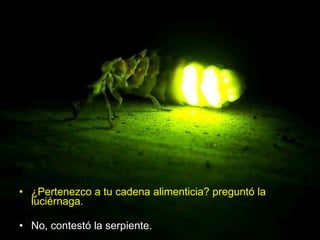 ¿Pertenezco a tu cadena alimenticia? preguntó la luciérnaga. No, contestó la serpiente. 