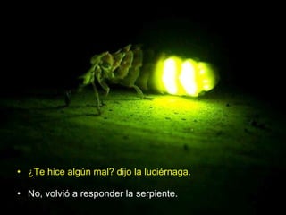 ¿Te hice algún mal? dijo la luciérnaga. No, volvió a responder la serpiente. 