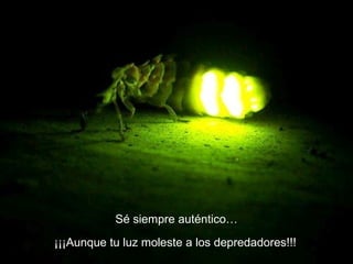 Sé siempre auténtico… ¡¡¡Aunque tu luz moleste a los depredadores!!!   