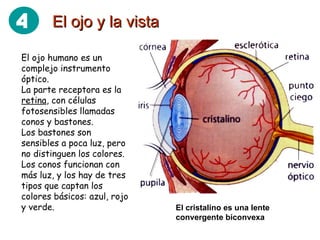 El ojo y la vista El ojo humano es un complejo instrumento óptico. La parte receptora es la  retina , con células fotosensibles llamadas conos y bastones. Los bastones son sensibles a poca luz, pero no distinguen los colores. Los conos funcionan con más luz, y los hay de tres tipos que captan los colores básicos: azul, rojo y verde. El cristalino es una lente convergente biconvexa 4 