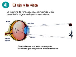 El ojo y la vista El cristalino es una lente convergente biconvexa que nos permite enfocar la visión. En la retina se forma una imagen invertida y más pequeña del objeto real que estamos viendo. 4 