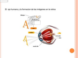 El  ojo humano y la formacion de las imágenes en la retina 