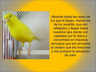 Absorbe todos los rayos de
luz que le llegan, menos los
de luz amarilla, que son
reflejados y llegan hasta
nuestros ojos donde son
captados por la retina y
convertidos en impulsos
nerviosos que son enviados
al cerebro que los interpreta
y nos produce la sensación
de color.

 