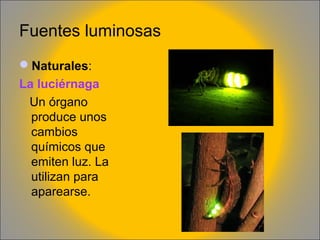 Fuentes luminosas
Naturales:
La luciérnaga
Un órgano
produce unos
cambios
químicos que
emiten luz. La
utilizan para
aparearse.

 