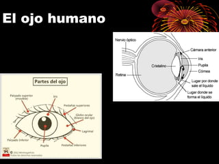 El ojo humano 
 