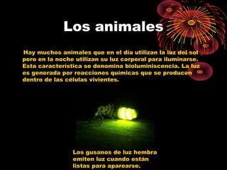 Los animales 
Hay muchos animales que en el día utilizan la luz del sol 
pero en la noche utilizan su luz corporal para iluminarse. 
Esta característica se denomina bioluminiscencia. La luz 
es generada por reacciones químicas que se producen 
dentro de las células vivientes. 
Los gusanos de luz hembra 
emiten luz cuando están 
listas para aparearse. 
 