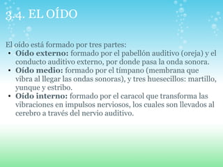 3.4. EL OÍDO
El oído está formado por tres partes:
• Oído externo: formado por el pabellón auditivo (oreja) y el
conducto auditivo externo, por donde pasa la onda sonora.
• Oído medio: formado por el tímpano (membrana que
vibra al llegar las ondas sonoras), y tres huesecillos: martillo,
yunque y estribo.
• Oído interno: formado por el caracol que transforma las
vibraciones en impulsos nerviosos, los cuales son llevados al
cerebro a través del nervio auditivo.
 