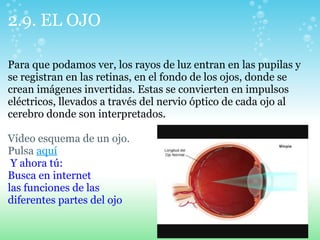 2.9. EL OJO
Para que podamos ver, los rayos de luz entran en las pupilas y
se registran en las retinas, en el fondo de los ojos, donde se
crean imágenes invertidas. Estas se convierten en impulsos
eléctricos, llevados a través del nervio óptico de cada ojo al
cerebro donde son interpretados.
Vídeo esquema de un ojo.
Pulsa aquí
Y ahora tú:
Busca en internet
las funciones de las
diferentes partes del ojo
 