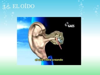 3.5. EL OÍDO
 
