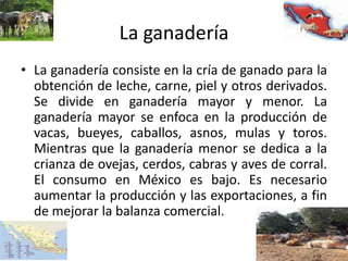 La ganadería
• La ganadería consiste en la cría de ganado para la
obtención de leche, carne, piel y otros derivados.
Se divide en ganadería mayor y menor. La
ganadería mayor se enfoca en la producción de
vacas, bueyes, caballos, asnos, mulas y toros.
Mientras que la ganadería menor se dedica a la
crianza de ovejas, cerdos, cabras y aves de corral.
El consumo en México es bajo. Es necesario
aumentar la producción y las exportaciones, a fin
de mejorar la balanza comercial.
 