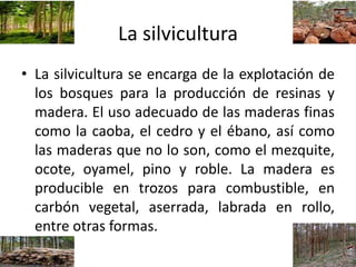 La silvicultura
• La silvicultura se encarga de la explotación de
los bosques para la producción de resinas y
madera. El uso adecuado de las maderas finas
como la caoba, el cedro y el ébano, así como
las maderas que no lo son, como el mezquite,
ocote, oyamel, pino y roble. La madera es
producible en trozos para combustible, en
carbón vegetal, aserrada, labrada en rollo,
entre otras formas.
 