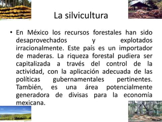 La silvicultura
• En México los recursos forestales han sido
desaprovechados y explotados
irracionalmente. Este país es un importador
de maderas. La riqueza forestal pudiera ser
capitalizada a través del control de la
actividad, con la aplicación adecuada de las
políticas gubernamentales pertinentes.
También, es una área potencialmente
generadora de divisas para la economía
mexicana.
 