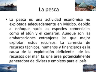 La pesca
• La pesca es una actividad económica no
explotada adecuadamente en México, debido
al enfoque hacia las especies comerciales
como el atún y el camarón. Aunque son las
embarcaciones extranjeras las que mejor
explotan estos recursos. La carencia de
recursos técnicos, humanos y financieros es la
causa de la explotación deficiente de los
recursos del mar. Es una área potencialmente
generadora de divisas y empleos para el país.
 