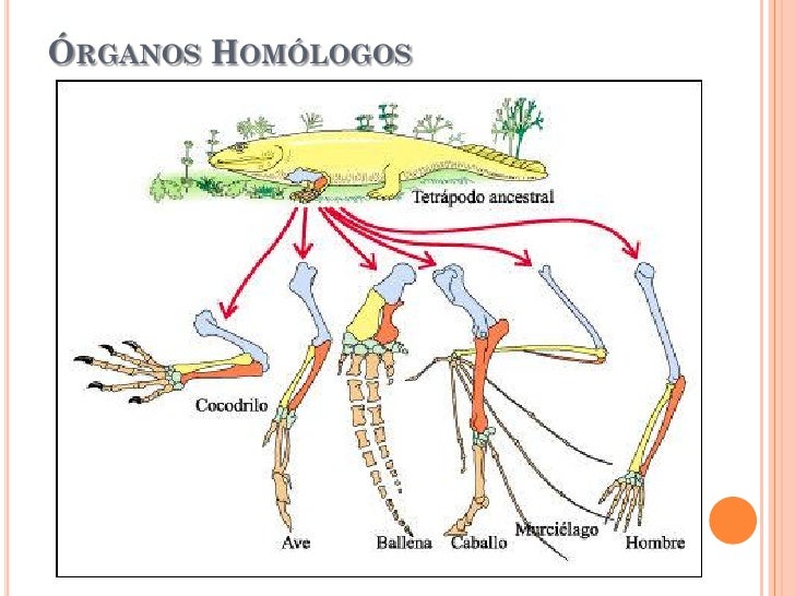 La macroevolución y la microevolución