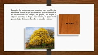 • Lapacho. Su madera es muy apreciada para muebles de 
exteriores, debido a que presenta una gran resistencia a 
las inclemencias del tiempo, los golpes, las plagas y, 
algunas especies, al fuego. En cambio, es poco dúctil 
para trabajos delicados. Su color es amarillo verdoso. 
 