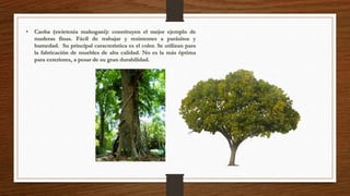 • Caoba (swietenia mahogani): constituyen el mejor ejemplo de 
maderas finas. Fácil de trabajar y resistentes a parásitos y 
humedad. Su principal característica es el color. Se utilizan para 
la fabricación de muebles de alta calidad. No es la más óptima 
para exteriores, a pesar de su gran durabilidad. 
 