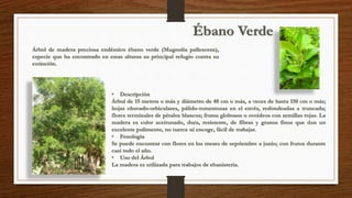 Ébano Verde 
Árbol de madera preciosa endémico ébano verde (Magnolia pallescens), 
especie que ha encontrado en estas alturas su principal refugio contra su 
extinción. 
• Descripción 
Árbol de 15 metros o más y diámetro de 40 cm o más, a veces de hasta 150 cm o más; 
hojas obovado-orbiculares, pálido-tomentosas en el envés, redondeadas a truncada; 
flores terminales de pétalos blancos; frutos globosos u ovoideos con semillas rojas. La 
madera es color aceitunado, dura, resistente, de fibras y granos finos que dan un 
excelente pulimento, no tuerce ni encoge, fácil de trabajar. 
• Fenología 
Se puede encontrar con flores en los meses de septiembre a junio; con frutos durante 
casi todo el año. 
• Uso del Árbol 
La madera es utilizada para trabajos de ebanistería. 
 
