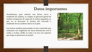 Datos importantes 
Actualmente, para obtener una forma curva o 
moldeada de madera, se emplea el plywood (panel de 
madera compuesto de capas de la misma pegadas), ya 
que no es frecuente la técnica del curveado o 
moldeado de las maderas duras en el país. 
Las únicas maderas presentadas en éste contenido que 
realmente son originarias de tierra dominicana son la 
caoba y el pino criollo, la casia y la teca son especies 
que luego se plantaron en el país. 
 
