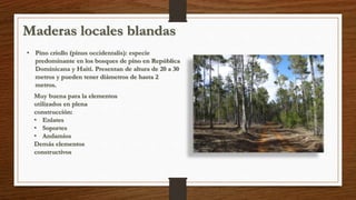 Maderas locales blandas 
• Pino criollo (pinus occidentalis): especie 
predominante en los bosques de pino en República 
Dominicana y Haití. Presentan de altura de 20 a 30 
metros y pueden tener diámetros de hasta 2 
metros. 
Muy buena para la elementos 
utilizados en plena 
construcción: 
• Enlates 
• Soportes 
• Andamios 
Demás elementos 
constructivos 
 