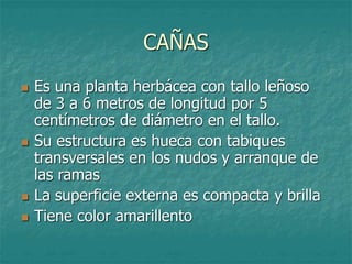 CAÑAS
 Es una planta herbácea con tallo leñoso
de 3 a 6 metros de longitud por 5
centímetros de diámetro en el tallo.
 Su estructura es hueca con tabiques
transversales en los nudos y arranque de
las ramas
 La superficie externa es compacta y brilla
 Tiene color amarillento
 