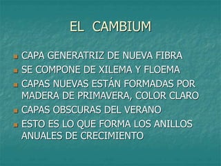 EL CAMBIUM
 CAPA GENERATRIZ DE NUEVA FIBRA
 SE COMPONE DE XILEMA Y FLOEMA
 CAPAS NUEVAS ESTÁN FORMADAS POR
MADERA DE PRIMAVERA, COLOR CLARO
 CAPAS OBSCURAS DEL VERANO
 ESTO ES LO QUE FORMA LOS ANILLOS
ANUALES DE CRECIMIENTO
 