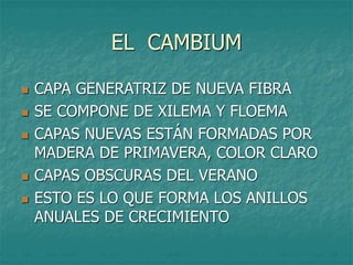 EL CAMBIUM
 CAPA GENERATRIZ DE NUEVA FIBRA
 SE COMPONE DE XILEMA Y FLOEMA
 CAPAS NUEVAS ESTÁN FORMADAS POR
MADERA DE PRIMAVERA, COLOR CLARO
 CAPAS OBSCURAS DEL VERANO
 ESTO ES LO QUE FORMA LOS ANILLOS
ANUALES DE CRECIMIENTO
 
