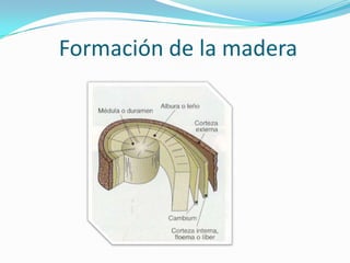 Formación de la madera
 