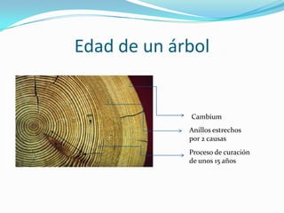 Edad de un árbol


             Cambium
             Anillos estrechos
             por 2 causas
             Proceso de curación
             de unos 15 años
 