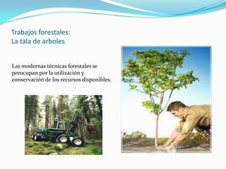 Trabajos forestales:
La tala de arboles


Las modernas técnicas forestales se
preocupan por la utilización y
conservación de los recursos disponibles.
 