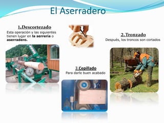 El Aserradero
       1.Descortezado
Esta operación y las siguientes
tienen lugar en la serrería o                                        2.Tronzado
aserradero.                                                 Después, los troncos son cortados




                                       3.Cepillado
                                  Para darle buen acabado
 