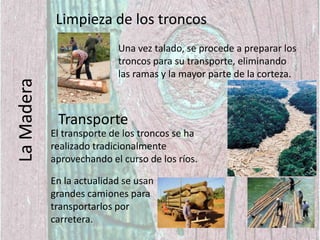 Tala de ÁrbolesPara que una explotación forestal se mantenga productiva es necesario volver a plantar los árboles (reforestar) de manera que se asegure la producción de madera para el futuro y se impida la deforestación.Video: ¿Cómo se corta un árbol?Blog de la asignaturaLa Madera