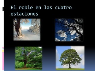 El roble en las cuatro estaciones