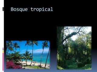 Bosque tropical