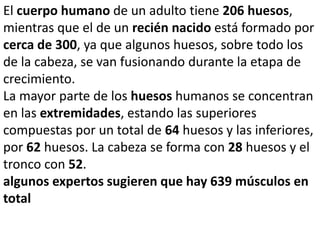 El cuerpo humano de un adulto tiene 206 huesos,
mientras que el de un recién nacido está formado por
cerca de 300, ya que algunos huesos, sobre todo los
de la cabeza, se van fusionando durante la etapa de
crecimiento.
La mayor parte de los huesos humanos se concentran
en las extremidades, estando las superiores
compuestas por un total de 64 huesos y las inferiores,
por 62 huesos. La cabeza se forma con 28 huesos y el
tronco con 52.
algunos expertos sugieren que hay 639 músculos en
total
 