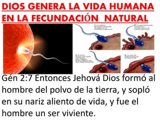 DIOS GENERA LA VIDA HUMANA
EN LA FECUNDACIÓN NATURAL
Gén 2:7 Entonces Jehová Dios formó al
hombre del polvo de la tierra, y sopló
en su nariz aliento de vida, y fue el
hombre un ser viviente.
 
