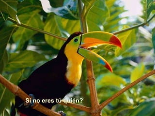 Si no eres tú quién? 