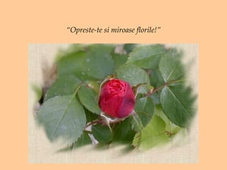 “ Opreste-te si miroase florile!” 