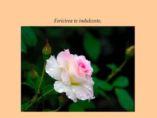 Fericirea te indulceste,  