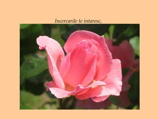 Incercarile te intaresc,  