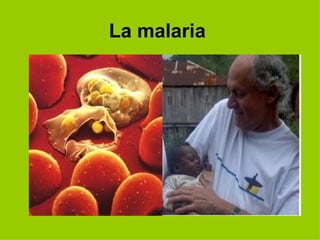 La   malaria   