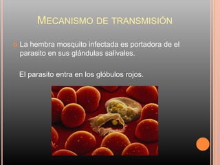 MECANISMO DE TRANSMISIÓN

   La hembra mosquito infectada es portadora de el
    parasito en sus glándulas salivales.

    El parasito entra en los glóbulos rojos.
 