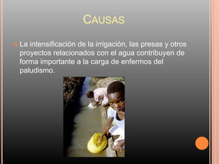 CAUSAS
   La intensificación de la irrigación, las presas y otros
    proyectos relacionados con el agua contribuyen de
    forma importante a la carga de enfermos del
    paludismo.
 