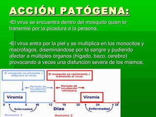 ••El virus se encuentra dentro del mosquito quien loEl virus se encuentra dentro del mosquito quien lo
transmite por la picadura a la persona.transmite por la picadura a la persona.
••El virus entra por la piel y se multiplica en los monocitos yEl virus entra por la piel y se multiplica en los monocitos y
macrófagos, diseminándose por la sangre y pudiendomacrófagos, diseminándose por la sangre y pudiendo
afectar a múltiples órganos (hígado, bazo, cerebro)afectar a múltiples órganos (hígado, bazo, cerebro)
provocando a veces una disfunción severa de los mismos.provocando a veces una disfunción severa de los mismos.
ACCIÓN PATÓGENA:ACCIÓN PATÓGENA:
 